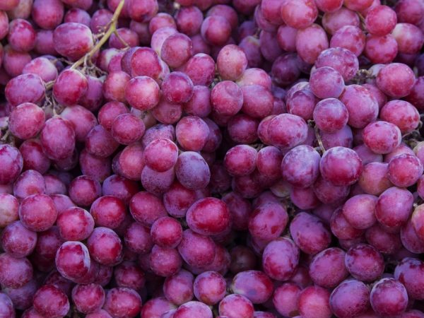 Description of Moscow uncovered grapes