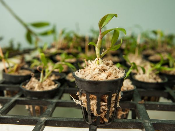 Voortplanting vindt plaats door vegetatieve en zaadmethoden.