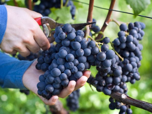 Cultivo de uvas Muromets