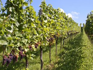 Udaljenost između grmova vinove loze