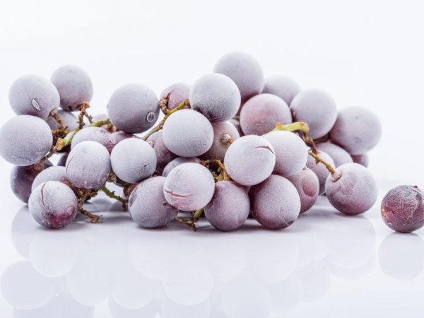 Cosechando uvas para el invierno en el congelador.