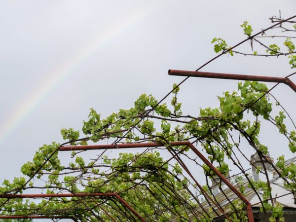 Building a canopy for grapes with your own hands