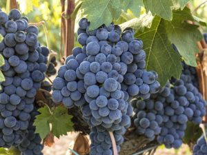 A szőlőn lévő kefék számának normalizálása