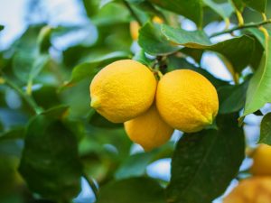 A Novogruzinsky citrom jellemzői