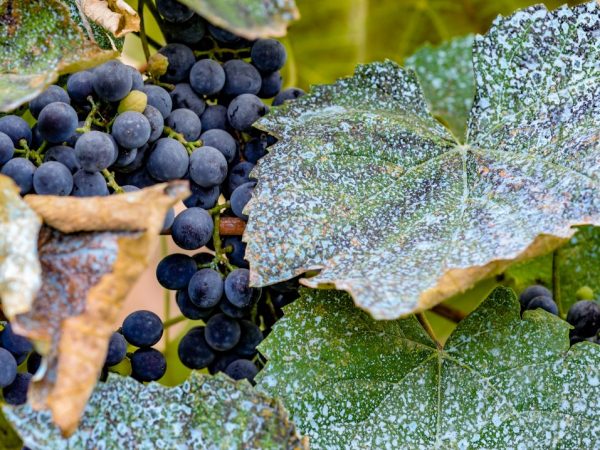 Bordeauxvätska skyddar mot svampsjukdomar