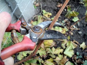 Autumn pruning of grapes