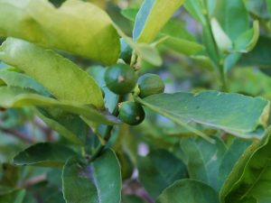 Důvody pro padající listí ve vnitřním citronu