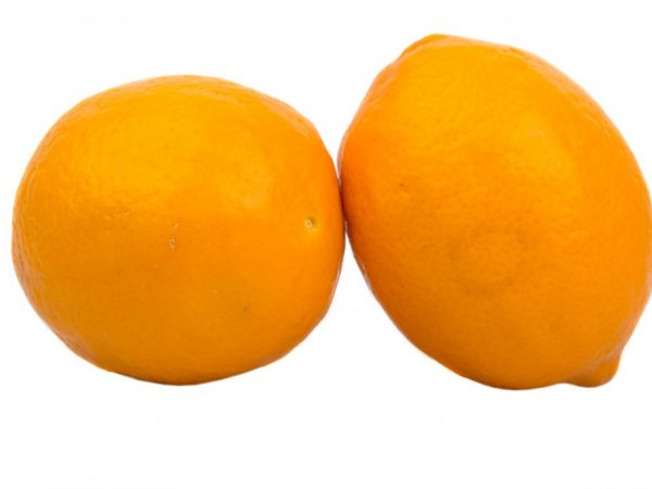 Limón naranja de Meyer