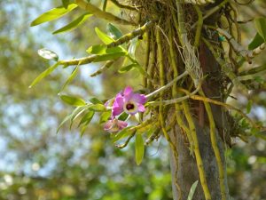 Pravidla pro pěstování orchidejí z Asie