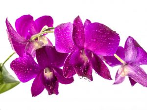 Regler för odling av Dendrobium-orkidéer