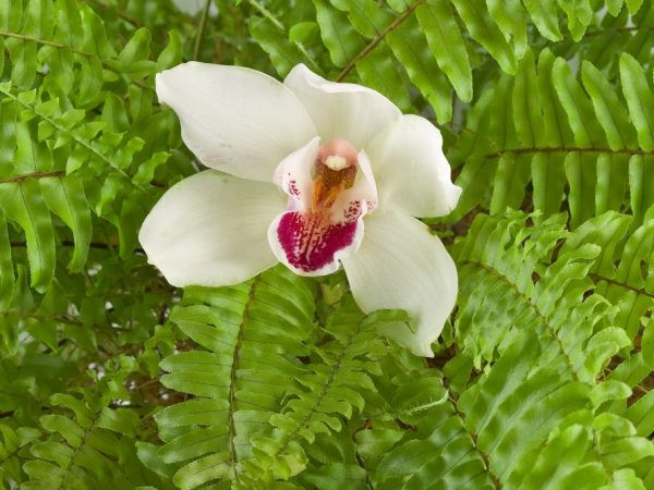 Funktioner av orkidén och ormbunken