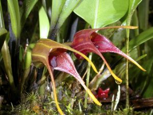 Masdevallia-orchidee