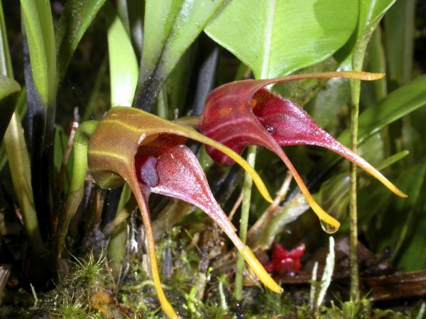 Орхидея Masdevallia