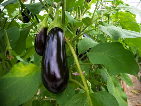 Scientists think differently about eggplant