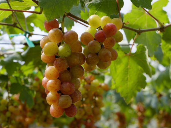 Características de la uva parisina