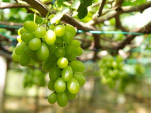 Beschrijving van de eerstgenoemde druiven