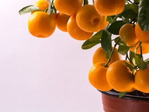 Význam mandarinky ve feng shui