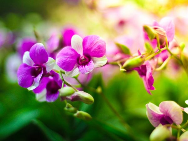 Hoe de bloei in orchideeën te stimuleren