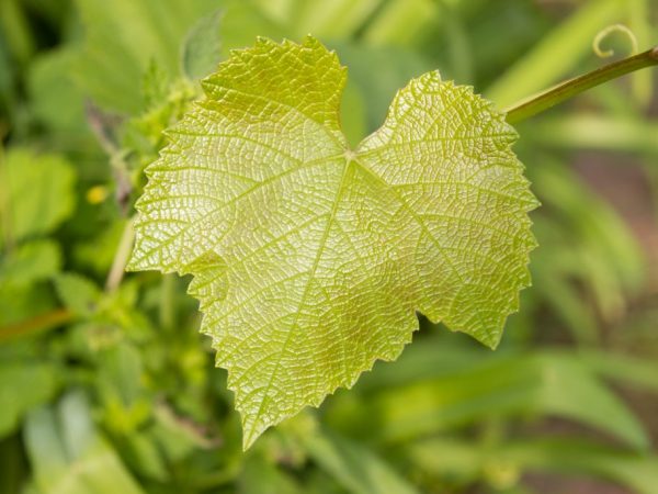 Pourquoi les raisins ont-ils des feuilles claires