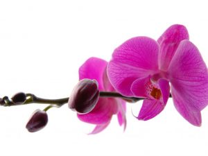 Razones para dejar caer brotes en las orquídeas.