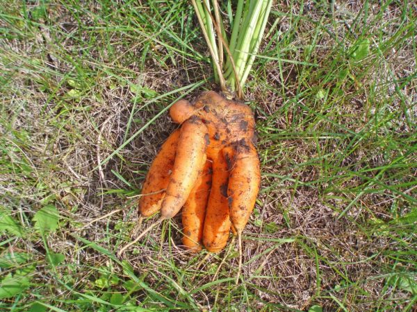 Why do carrots grow ugly?