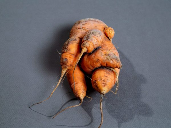 Las zanahorias se doblan por la sequía