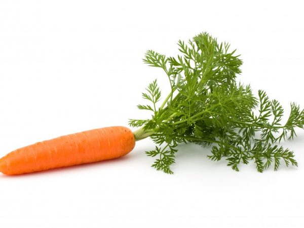 Las zanahorias necesitan ser procesadas