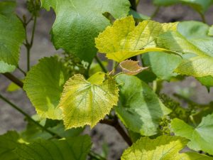 Orsaker till gulning av löv i druvor