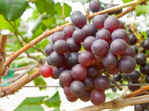 Beschrijving van druiven Geschenk aan Irina