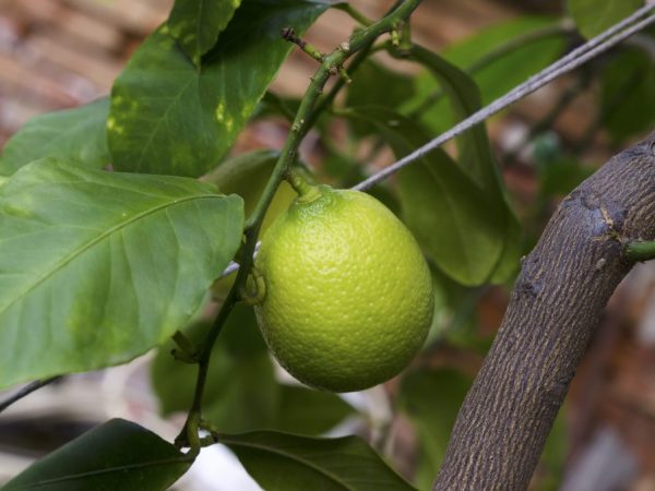 Feldolgozó citrom otthon