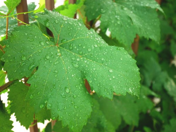Características de la alimentación de los arbustos de uva.
