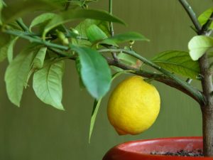 Lemon watering rules at home