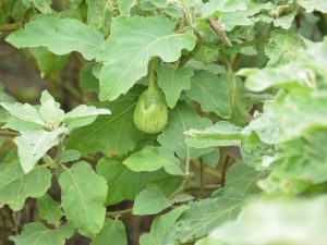 Aubergine planten volgens de maankalender voor 2018