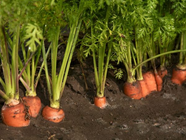 Cómo plantar zanahorias sin adelgazar.