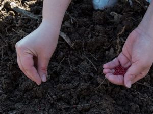 Funktioner av att plantera morötter i Ural