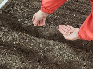 How to sow carrots outdoors in spring