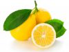 Fördelarna och skadorna med citron under graviditeten