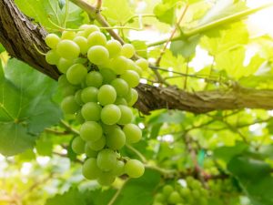 Beschrijving van het druivenras Producent