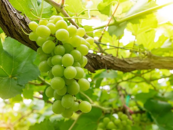 Descripción de la variedad de uva Productor