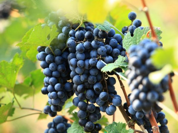 Las variedades de uva tempranas más populares