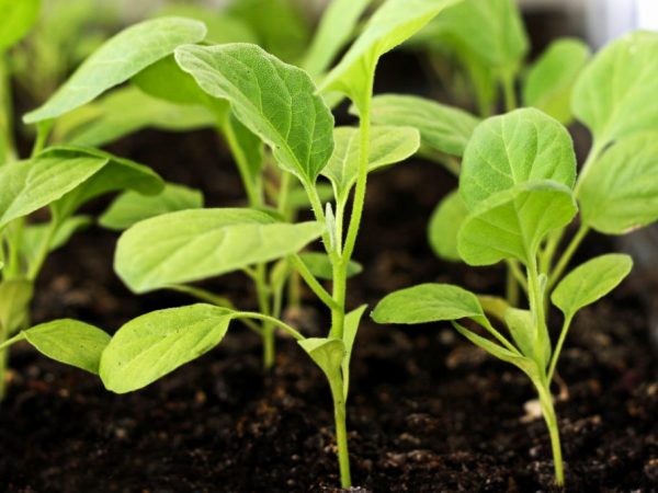 Seedlings are fertilized twice