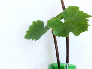 Regels voor het vermeerderen van druiven door stekken