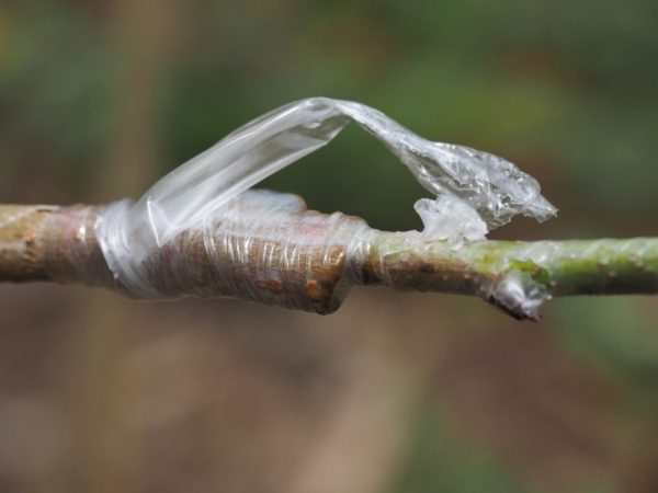 Grafting will accelerate fruiting