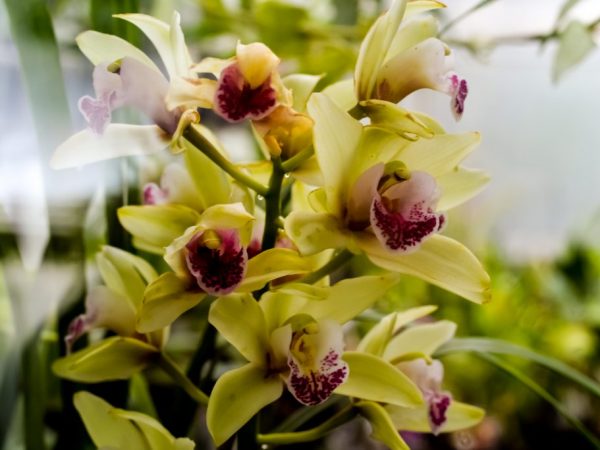 Jak reprodukovat orchidej s stopkou