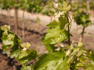 A szőlő réteges szaporításának módszerei