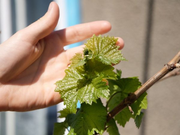 A szőlő tenyésztési módszerei