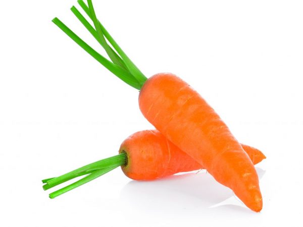 Siga el orden de siembra de zanahorias después de otros cultivos.