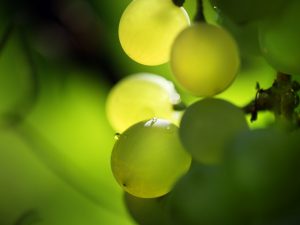 Groeiende Rhyton-druiven