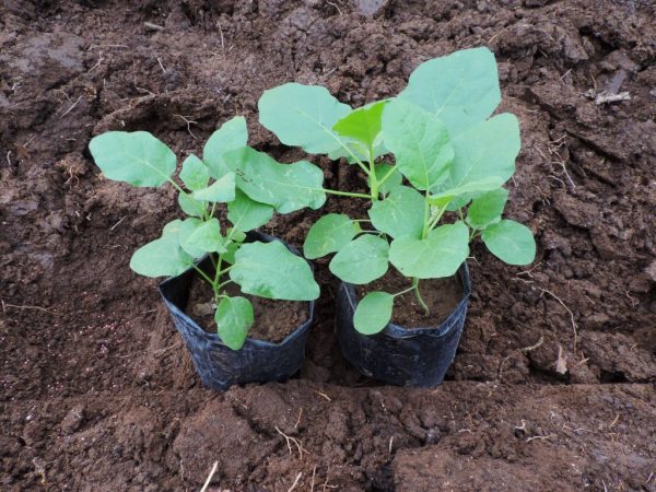 Seedlings can be planted in mid-May
