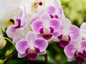 Jaké jsou nejkrásnější orchideje na světě